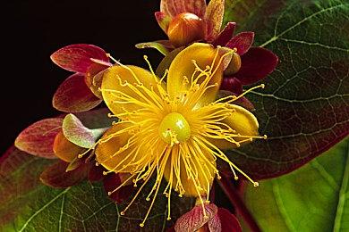 SE经典《时空勇士》重制版公布“原始篇”“功夫篇”预告