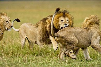 《帝国时代4》中国台湾区售价恢复正常 不再低廉